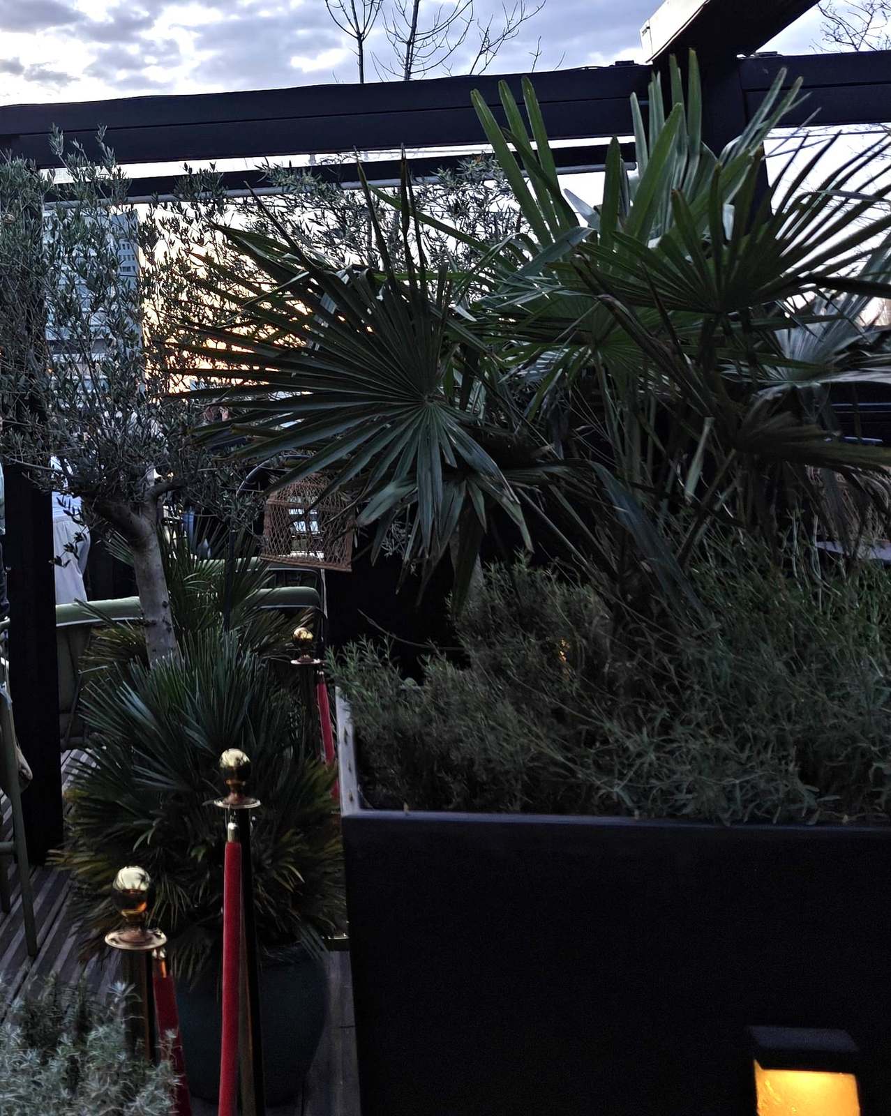 Jardin suspendu du Mesa au crépuscule, oliviers et palmiers sous la pergola